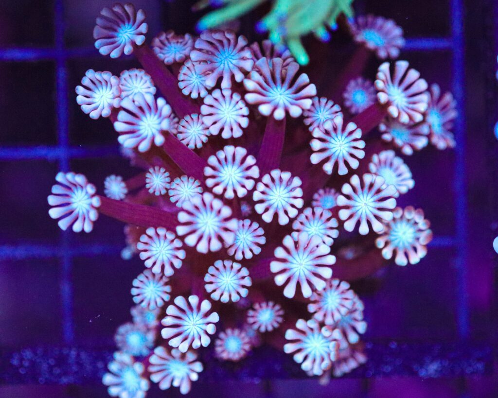 Frag Box Corals