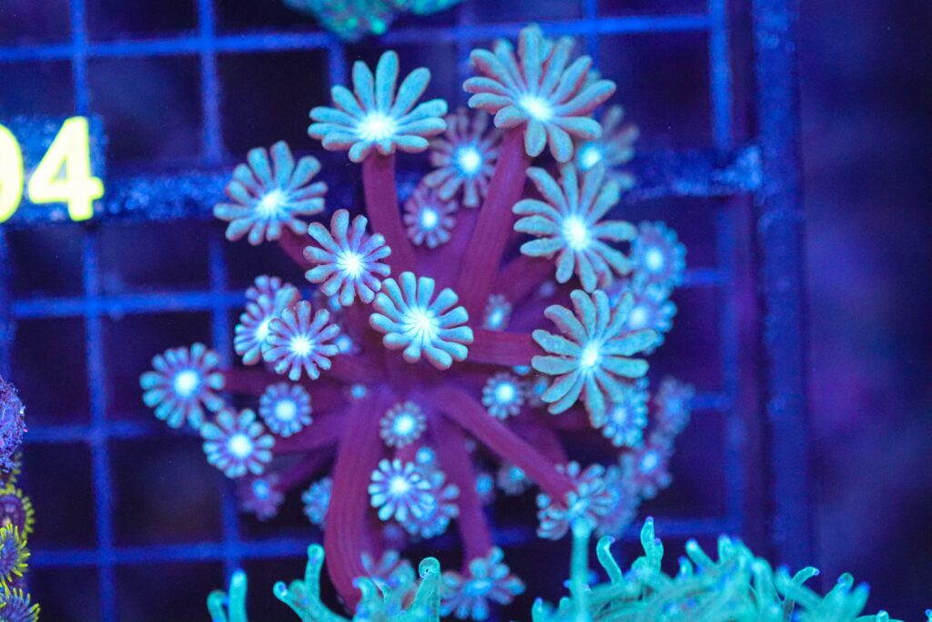 Frag Box Corals