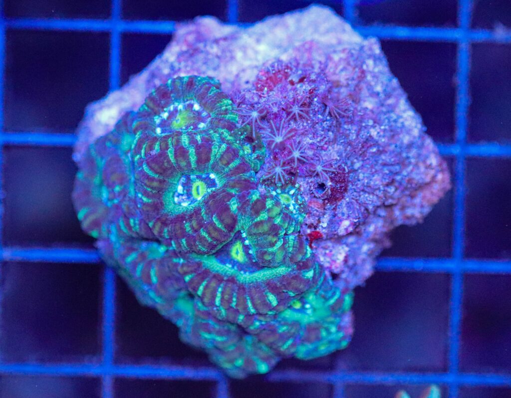 Frag Box Corals