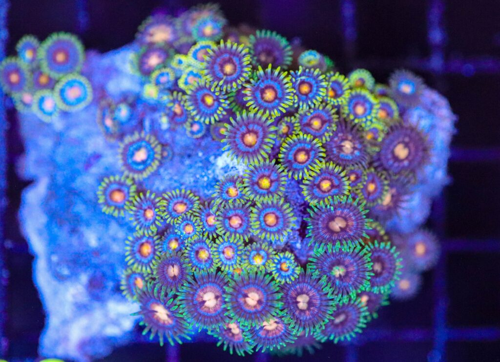 Frag Box Corals