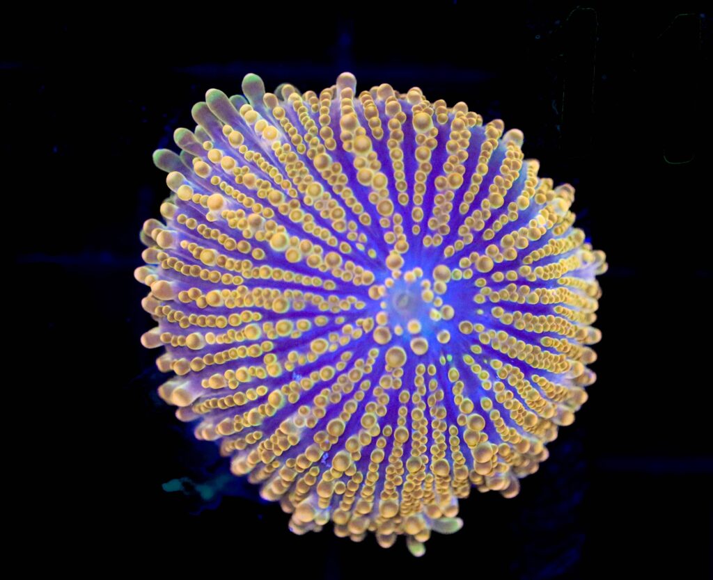 Frag Box Corals