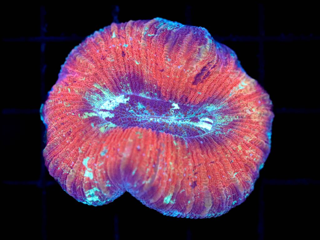 Frag Box Corals