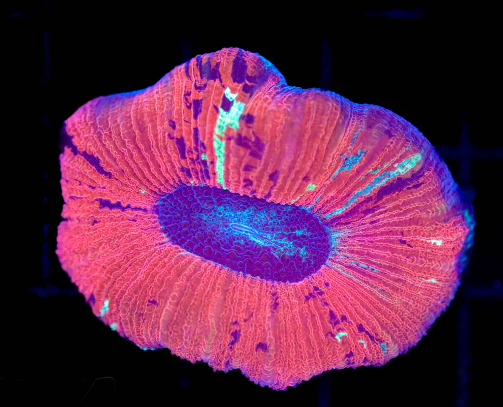 Frag Box Corals