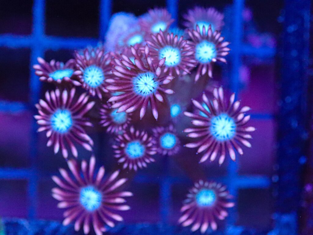 Frag Box Corals