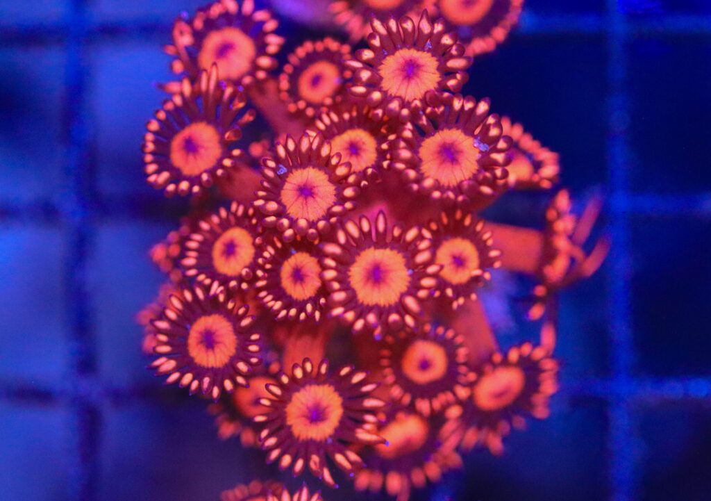 Frag Box Corals