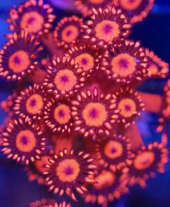 Wysiwyg Red Inferno Goniopora (C112)