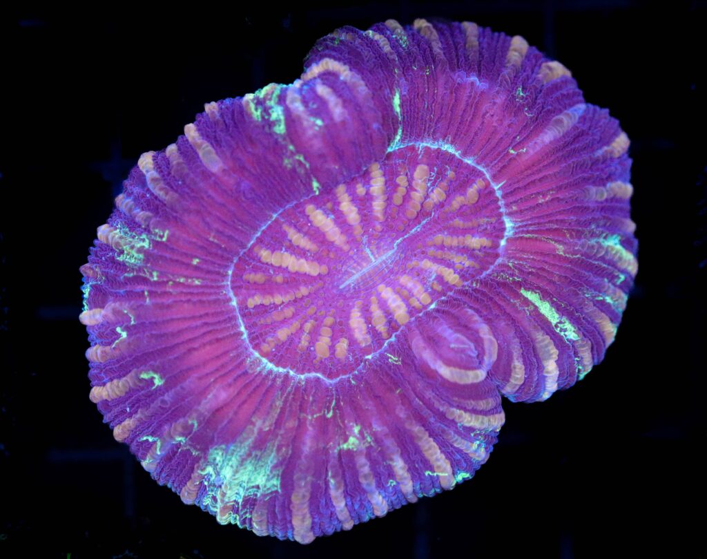 Frag Box Corals