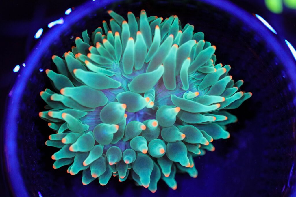 Frag Box Corals