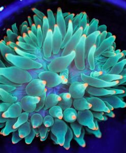 Wysiwyg Orange Tip Green Bubbletip Anemone (C131)
