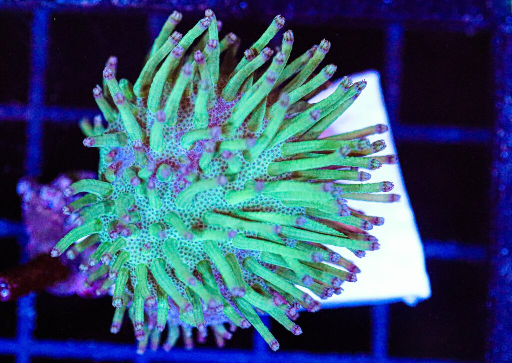Frag Box Corals