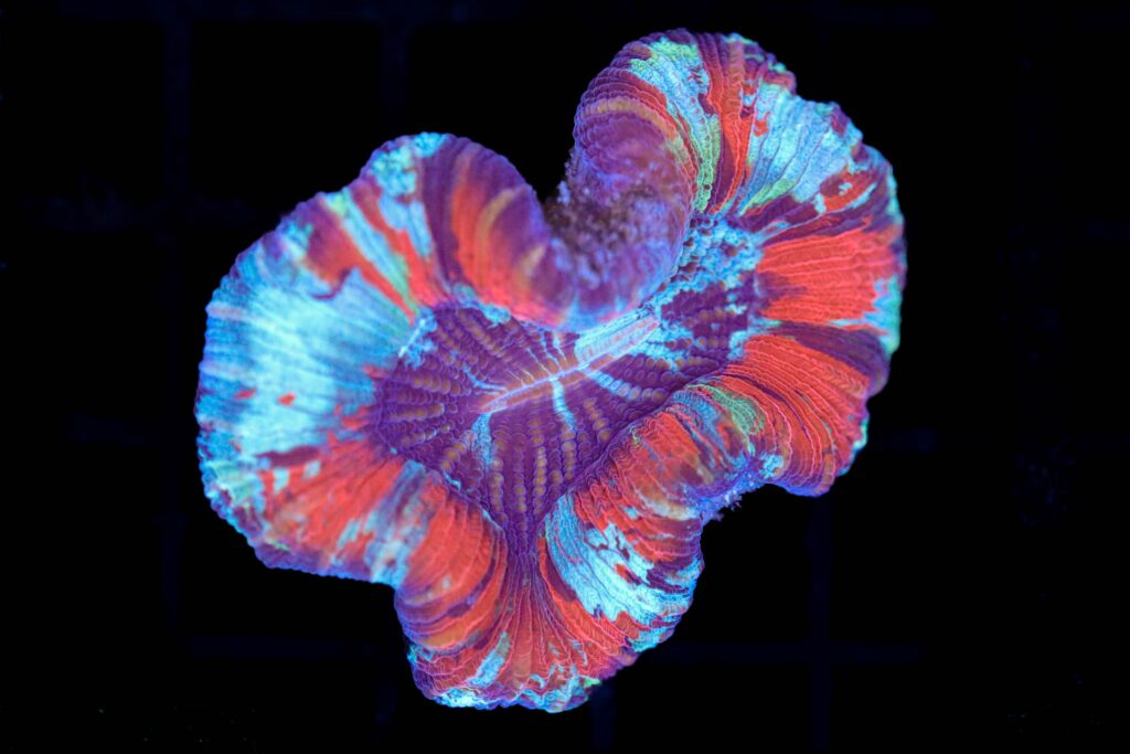 Frag Box Corals
