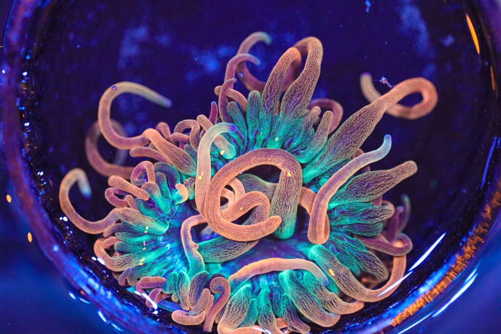 Frag Box Corals