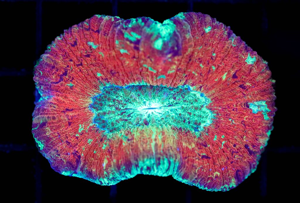 Frag Box Corals