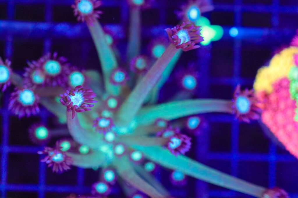 Frag Box Corals