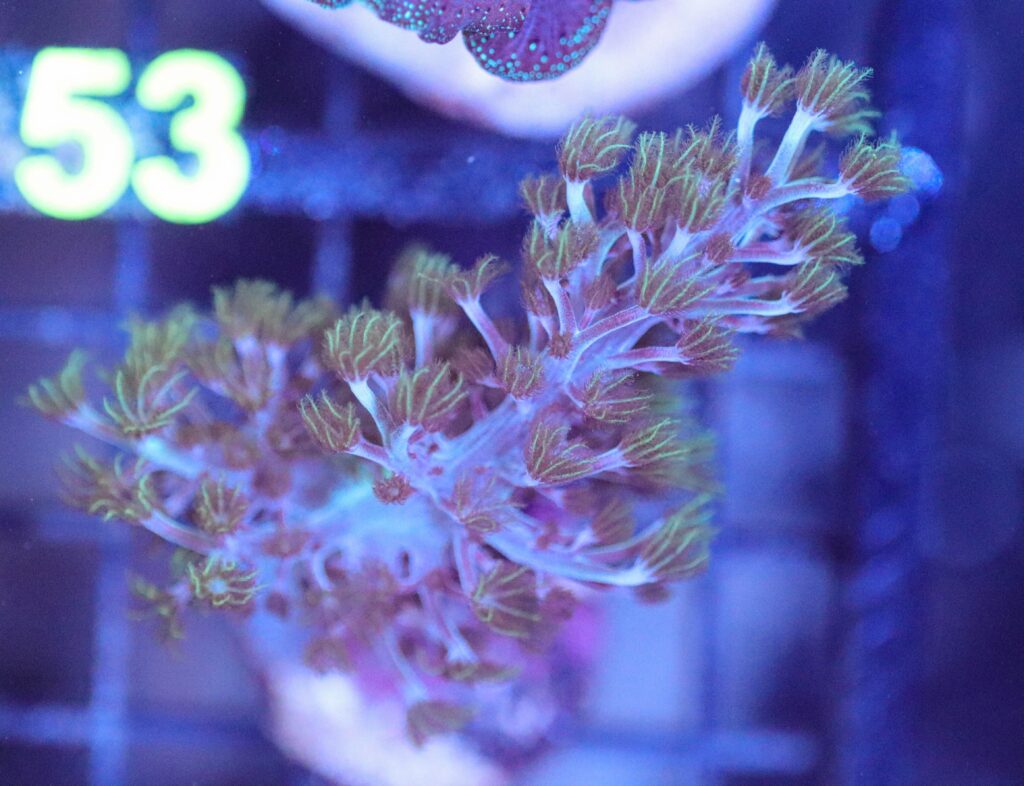 Frag Box Corals