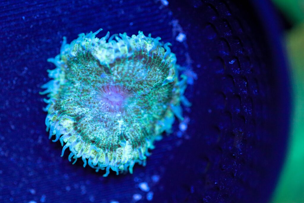 Frag Box Corals