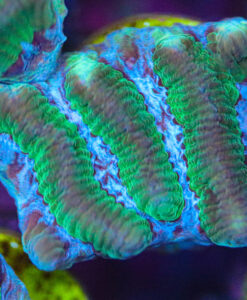 Blue Mouth Maze Brain Coral Frag (T3 - S20)