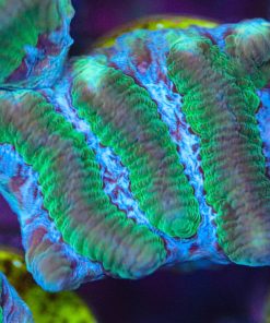 Blue Mouth Maze Brain Coral Frag (T3 - S20)