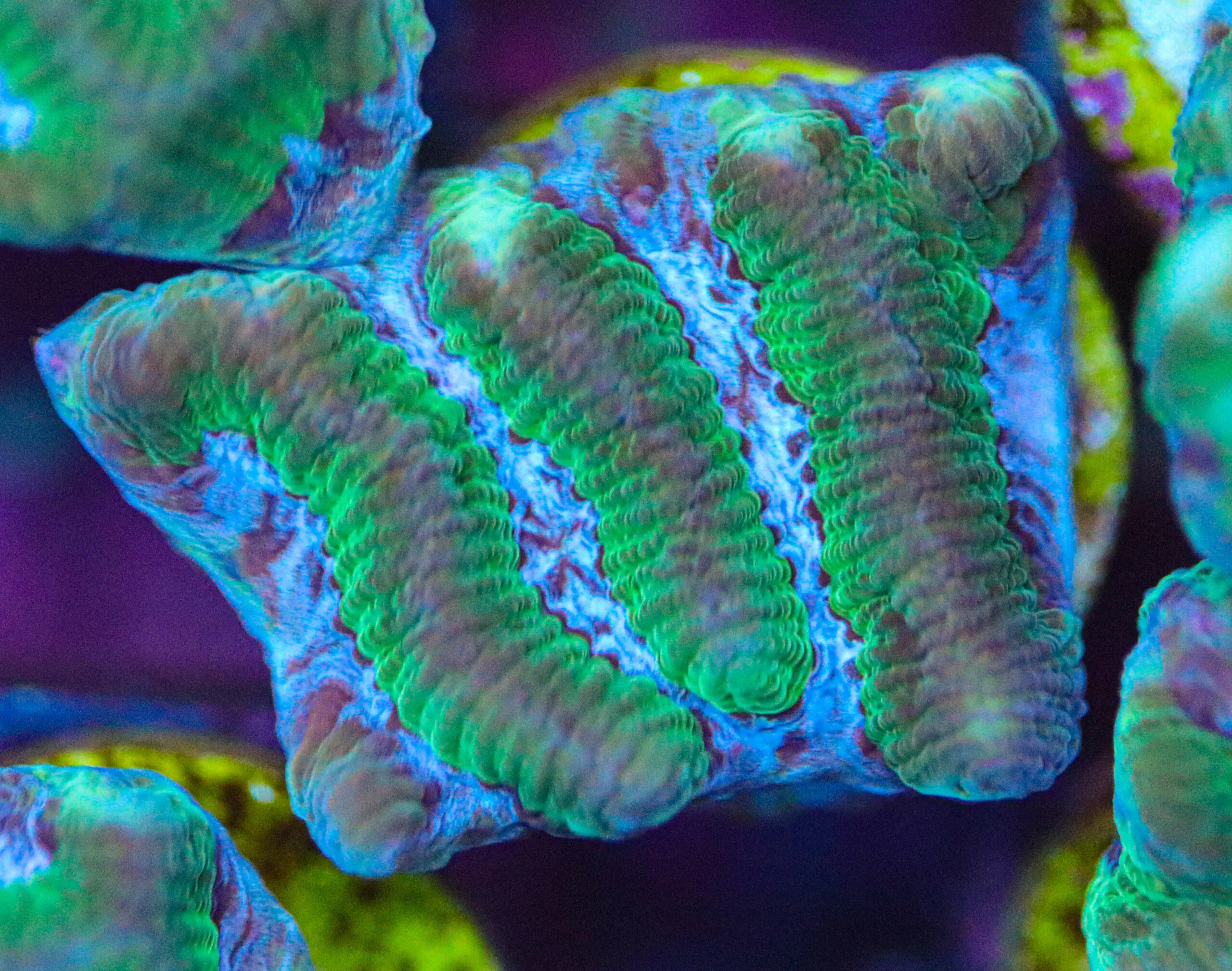 Frag Box Corals