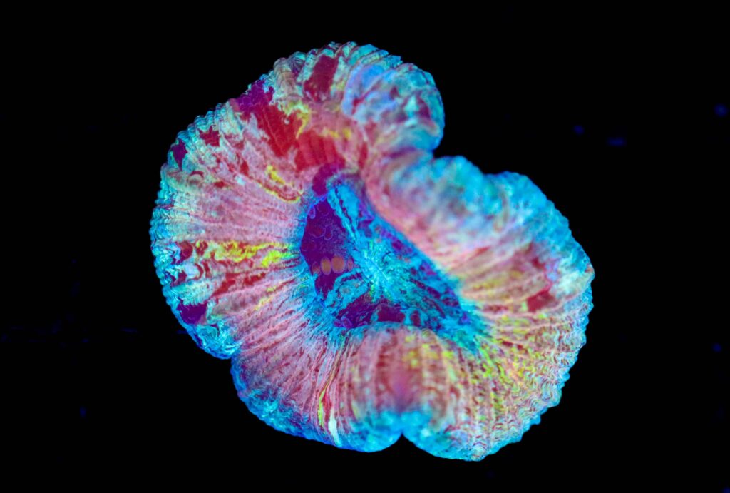 Frag Box Corals