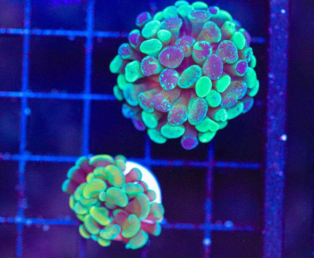 Frag Box Corals