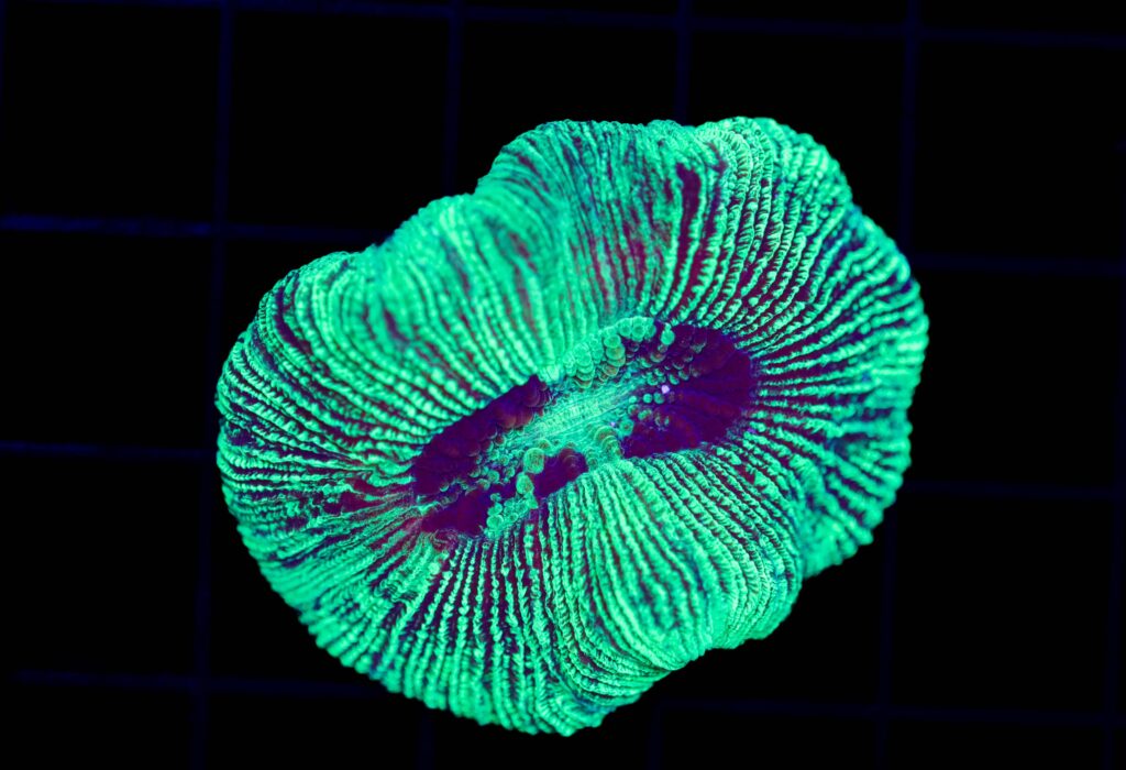 Frag Box Corals