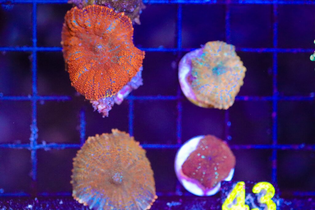 Frag Box Corals