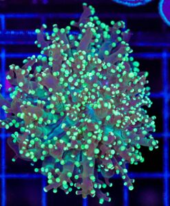 Wysiwyg Octospawn Coral (C55)