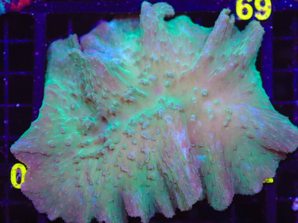 Frag Box Corals