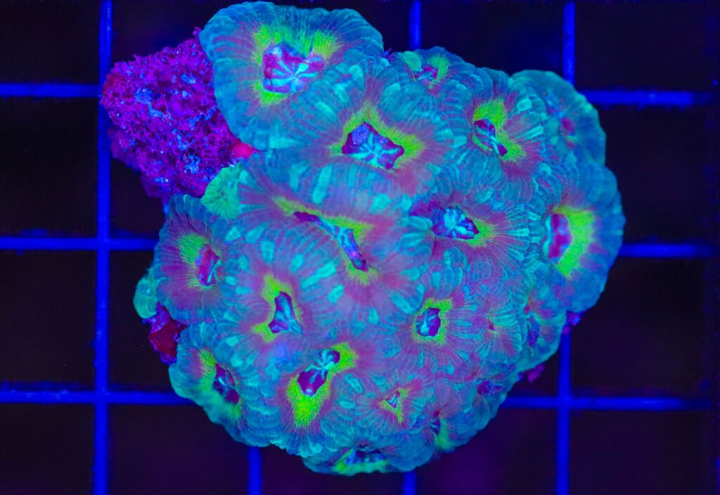 Frag Box Corals