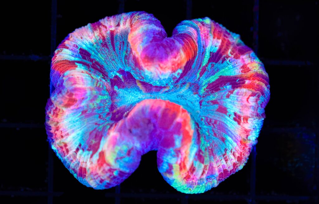 Frag Box Corals