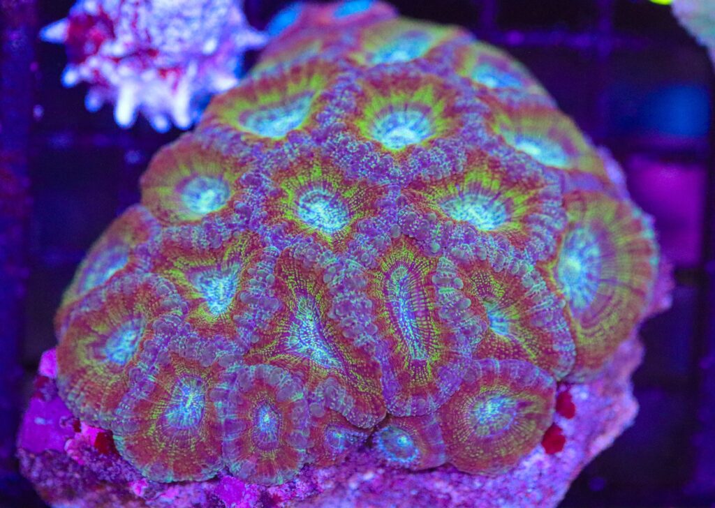 Frag Box Corals