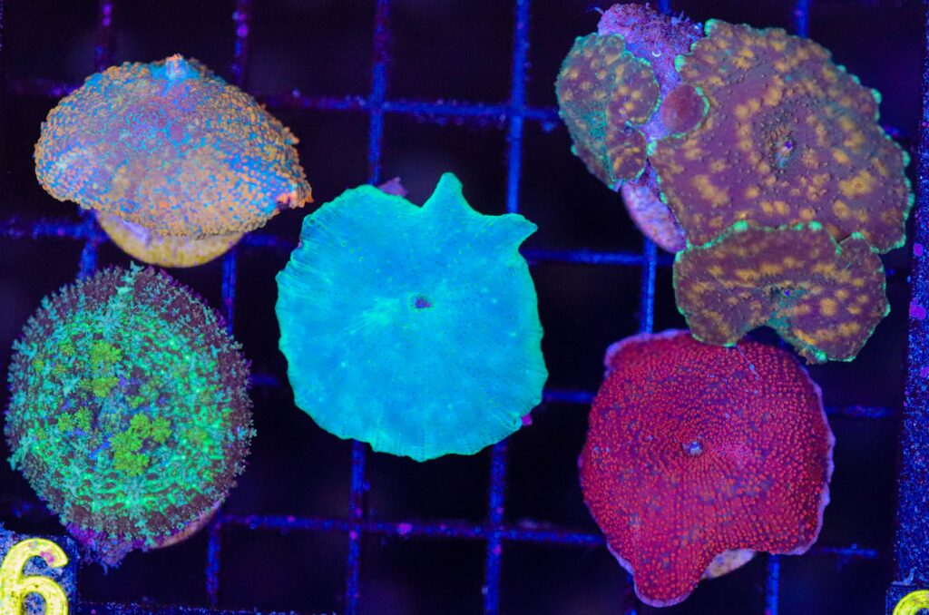 Frag Box Corals