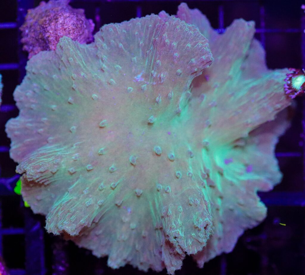 Frag Box Corals