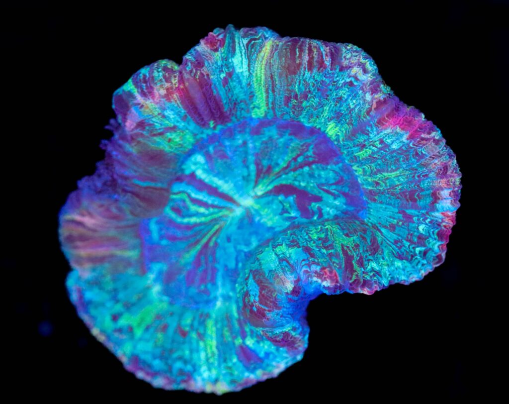 Frag Box Corals