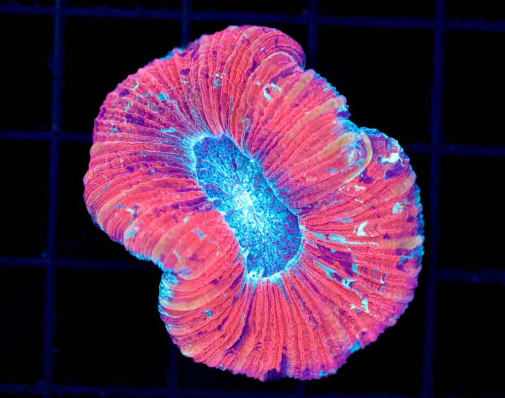 Frag Box Corals
