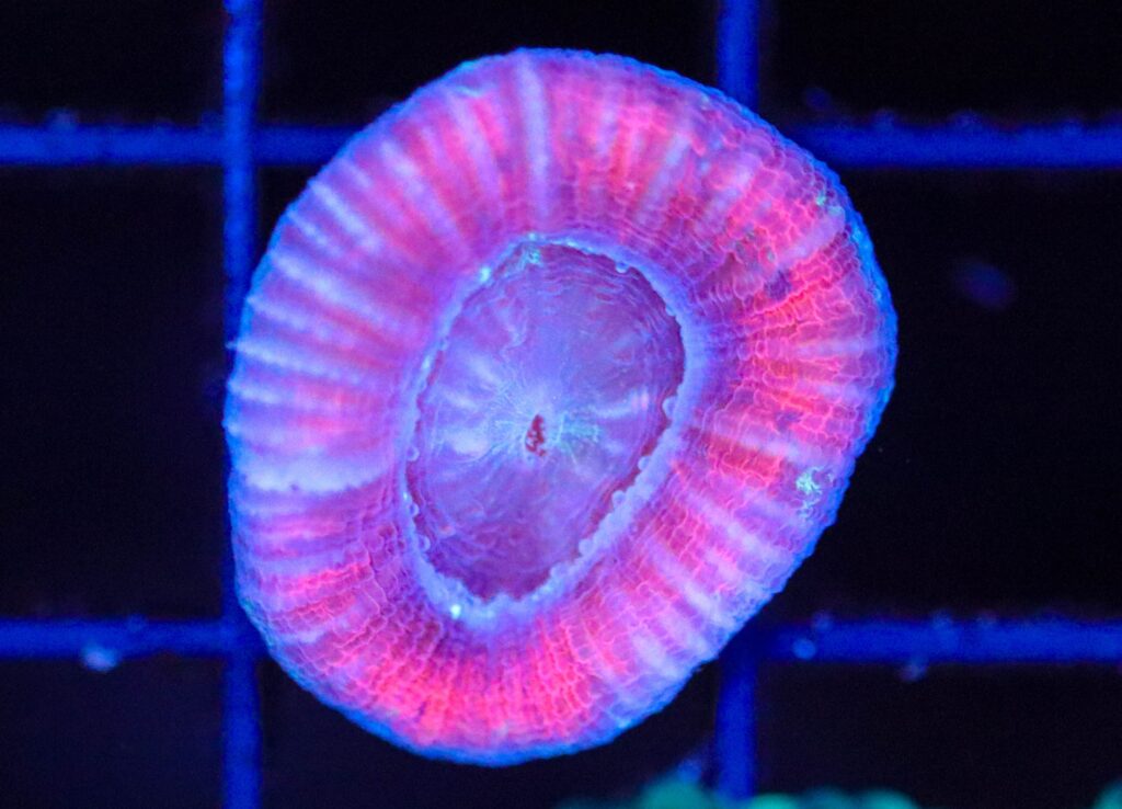 Frag Box Corals