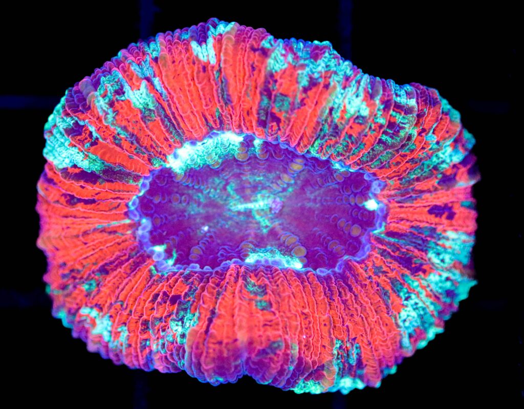 Frag Box Corals