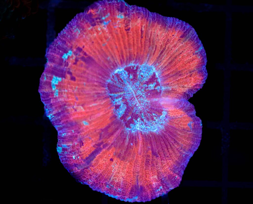 Frag Box Corals