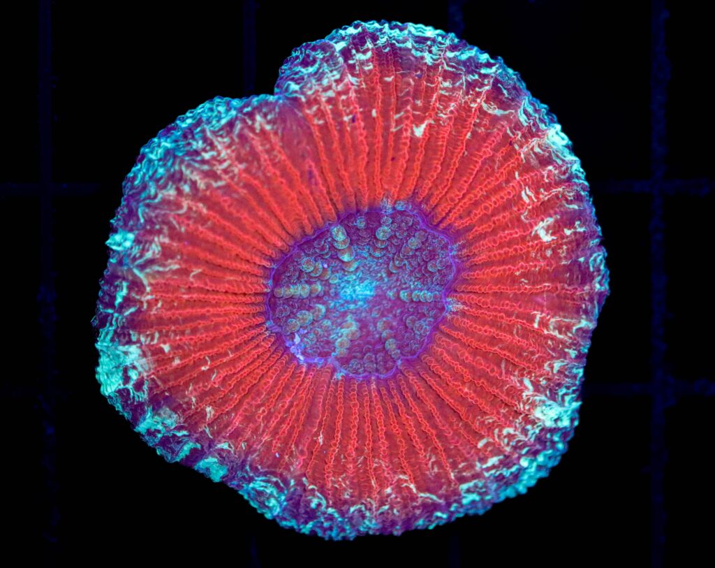 Frag Box Corals