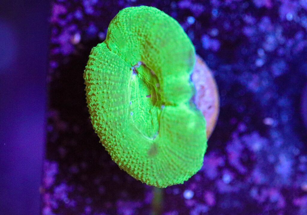 Frag Box Corals