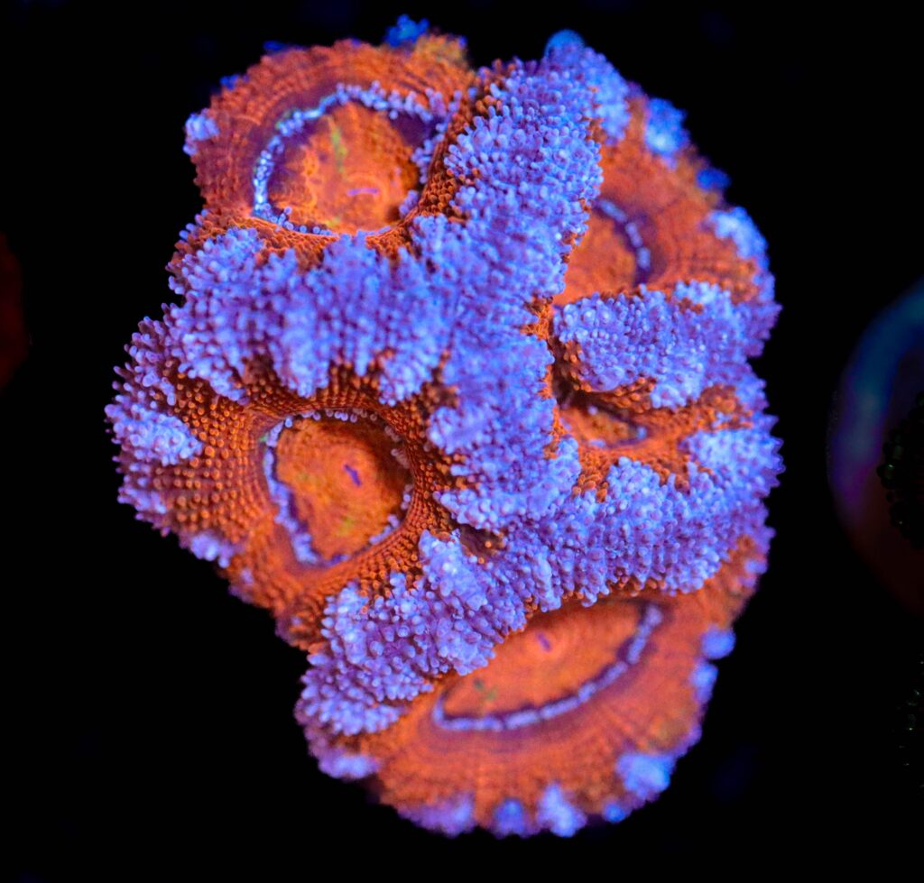 Frag Box Corals