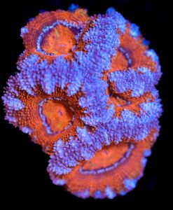 Wysiwyg Large Gumball Purple Rim Acan Frag[F4]