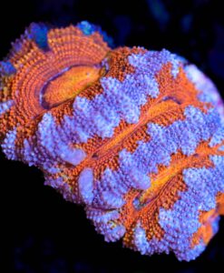 Wysiwyg Acan Frag [F8]