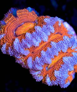 Wysiwyg Gumball Acan Frag [F8]