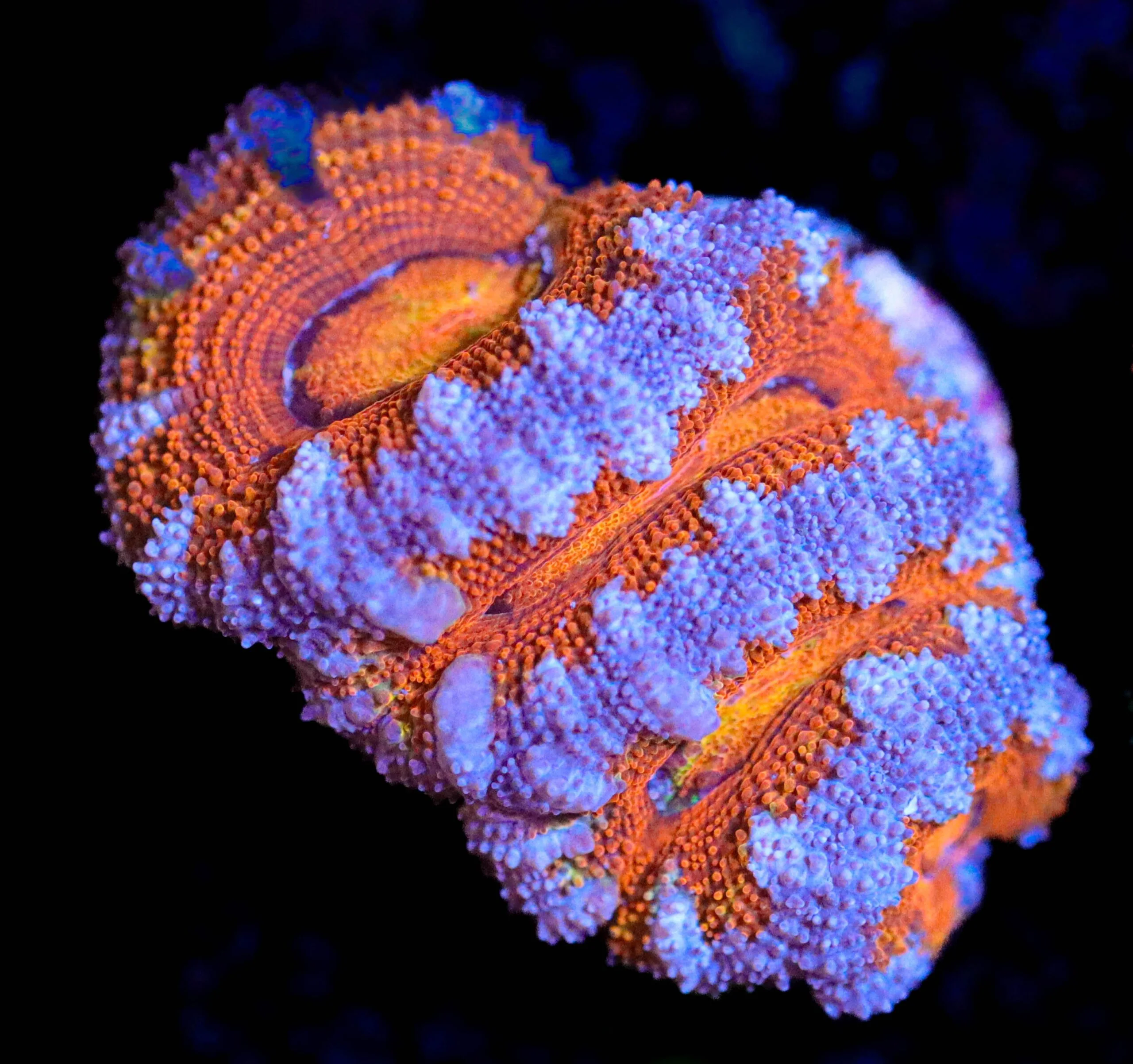 Frag Box Corals
