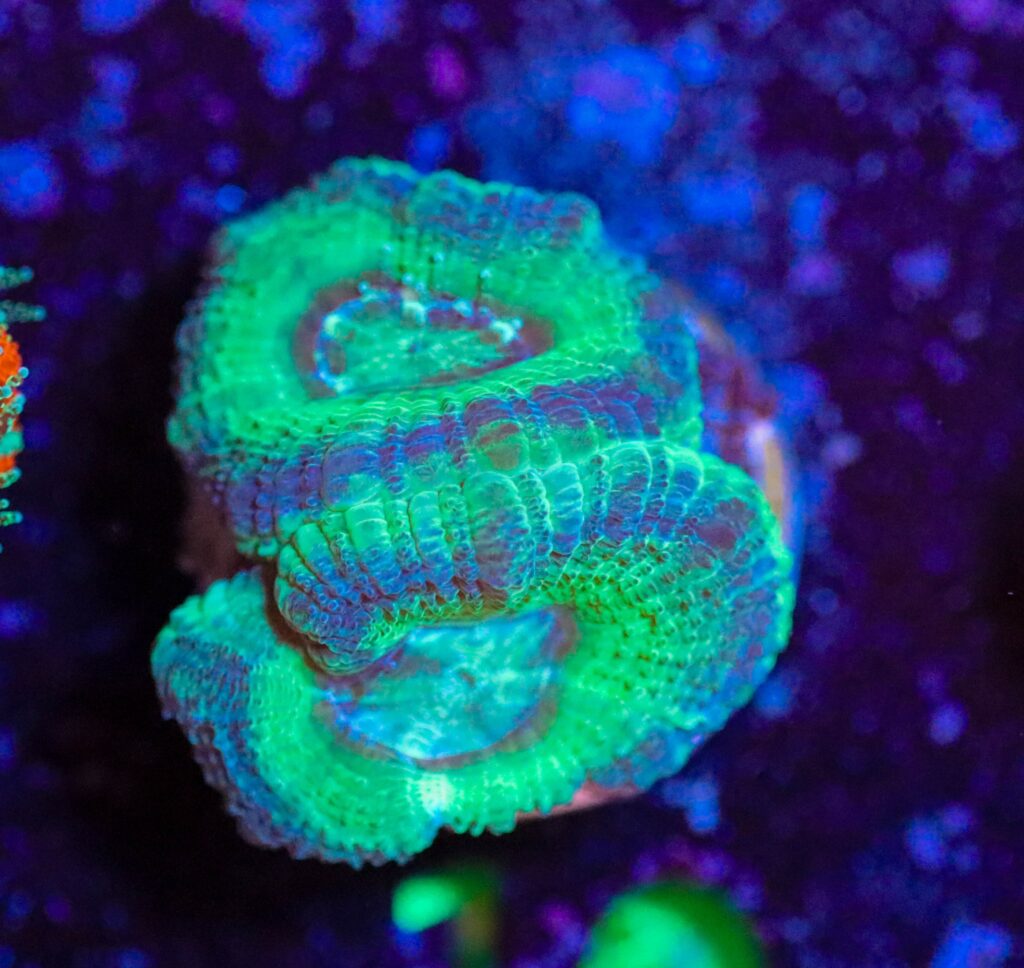 Frag Box Corals
