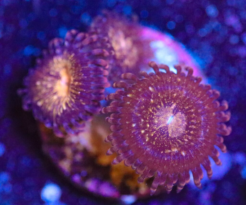 Frag Box Corals