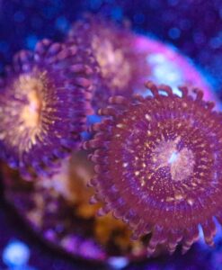 Wysiwyg Zoa Frag[F11]