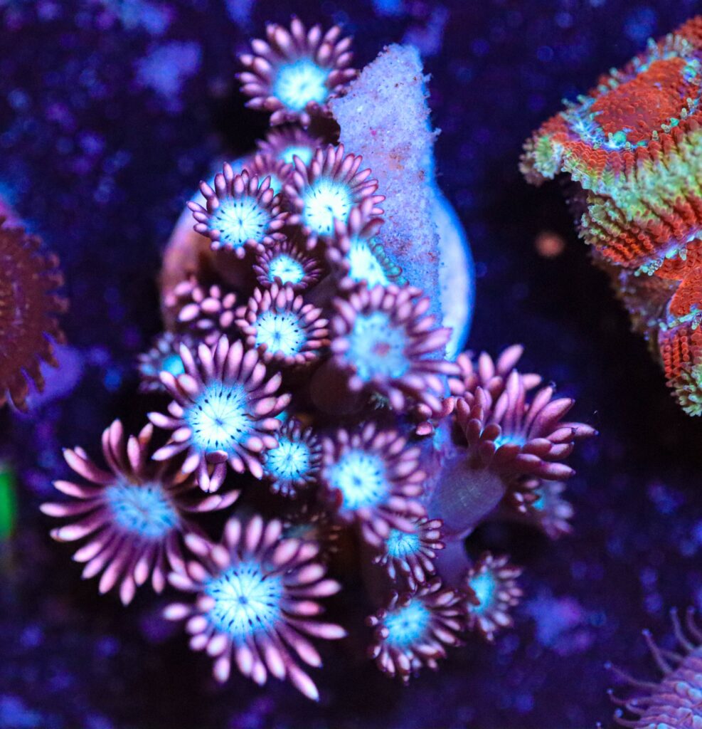 Frag Box Corals